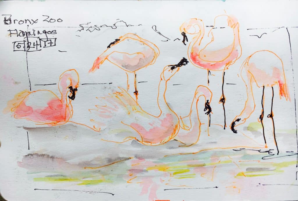 flamingoes urban sketching