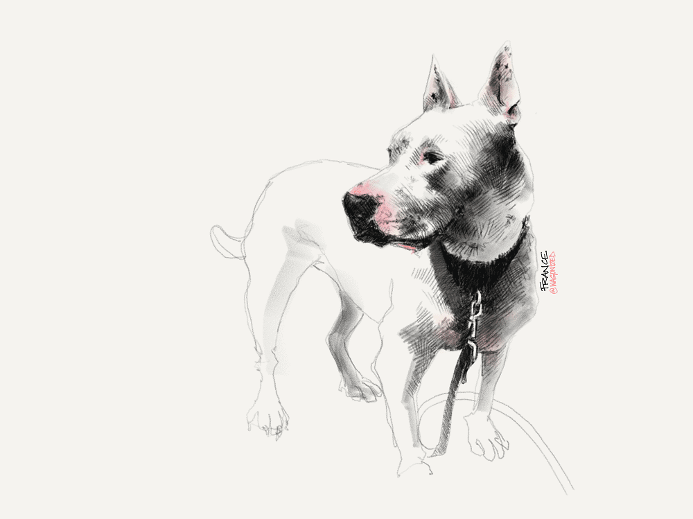 France Van Stone dog sketch