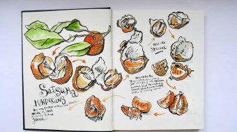 Satsuma mandarins (1)