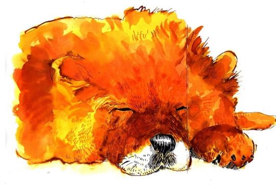 chow-chow
